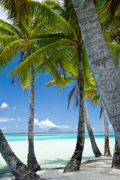 Palm trees and beach on tropical island in Tahiti 
