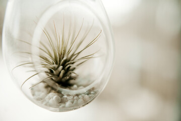 air plant close