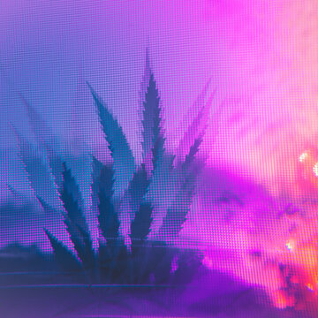 Violet prismatic marijuana leafs background