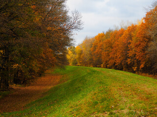 Autumn in the forest
