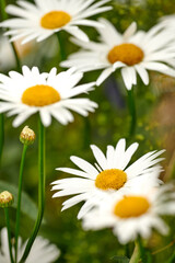 Closeup detail of Marguerite daisies blooming outdoors in a garden on a spring day. Bright white and yellow flowers blossoming in a lush green bush outside in a park. Vibrant plants growing in a yard