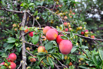 Ripe plums on a fruit tree in an organic garden.