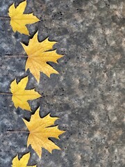 Pattern of dry autumn maple leaves on a black concrete background with copy space. Leaves of Norwegian and silver maple.