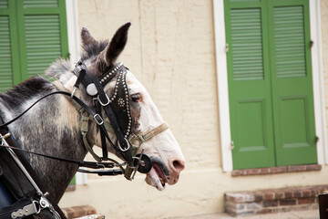 Portrait of a Carriage Horse in New Orleans