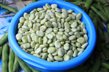 Shelled broad beans in a blue bowl