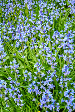 Spanish Bluebell Flowers, A Species Of Hyacinthoides, Blooming And Blossoming In A Field Or Botanical Garden Outside. Wild Flowering Plants Thriving Outdoors In A Landscaped Garden From Above