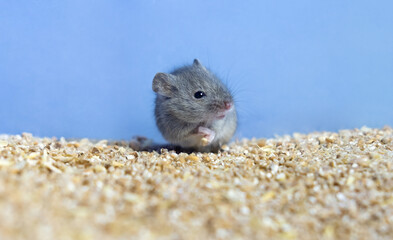 a small gray mouse is sitting on a grain of wheat. portrait of a mouse. rodent spoils the harvest banner copy space