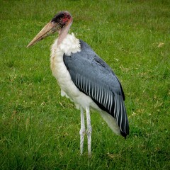 The marabou stork (Leptoptilos crumenifer)