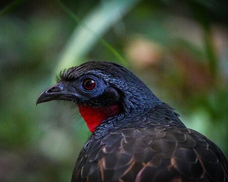 Rusty-margined Guan (Penelope superciliaris)