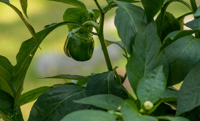 Home garden green pepper, on the vine