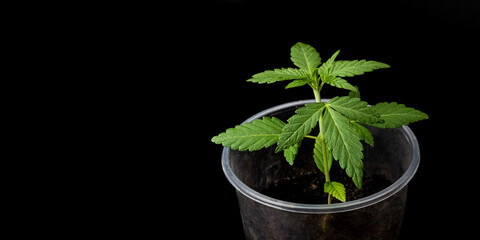 green marijuana flower on dark background,growing cannabis plant.