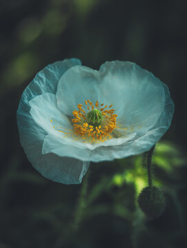 white poppy in a shade garden