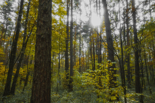 Soft Autumn Dense Forest Landscape 
