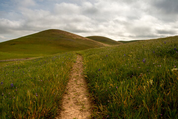 Panoramic view of a pasture in Fairfield, California, USA, featuring the green, invasive grass that...