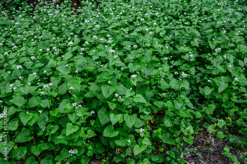 Sticker Alliaria petiolata, or garlic mustard .