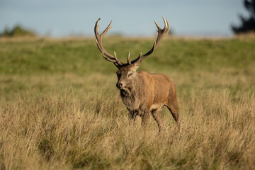 Close up of a red deer stag Cervus elaphus in autumn, UK.