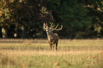 Naklejka premium Close up of a red deer stag Cervus elaphus calling during rutting season in autumn, UK.