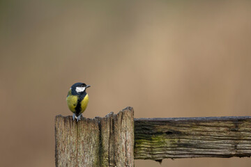 Obraz na płótnie Canvas Great Tit. Parus major. perched on a rustic fence small in frame isolated from clean background copy space
