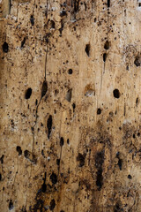Peeled tree trunk with woodpecker holes