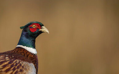 isolated portrait of The common pheasant Phasianus colchicus golden background copy space