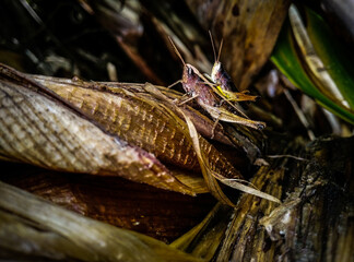 butterfly on leaf