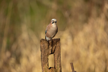 Eurasian Jay Garrulus glandarius on a wooden post isolated from background copy space