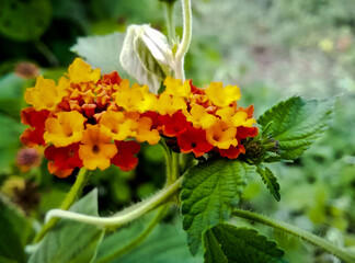 butterfly on flower