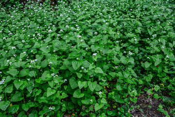 Alliaria petiolata, or garlic mustard .