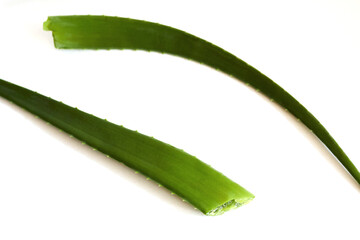 Two fresh green aloe vera leaves. Cut curative plant. Healing and skin care concept. Top view. On white background
