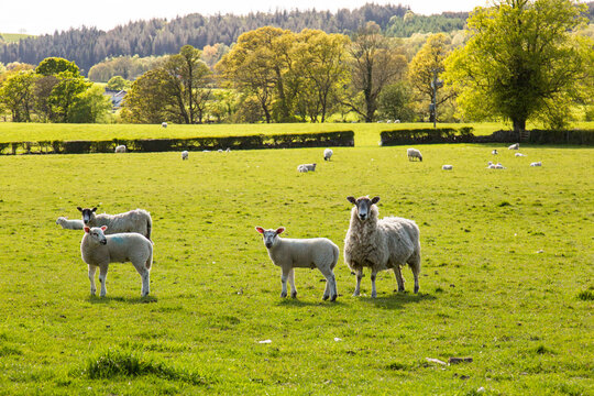 Gazing sheep