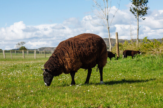 Cartmel Sheep
