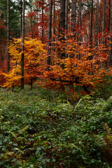 Beautiful yellow, red and orange tree leaves behind green plants in the Palatinate forest of Germany on a fall day.
