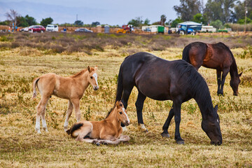 Two foal and two large brown horses in large field