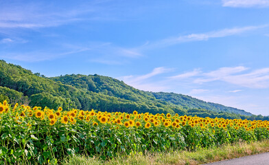 A field of yellow sunflowers on a field, growing in a colorful landscape on a sunny day in summer in France. Stunning farm land near lush woodland against a blue sky in rural Lyon countryside
