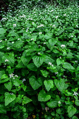 Alliaria petiolata, or garlic mustard .