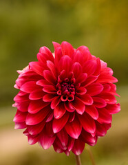 Beautiful close-up of a red dahlia