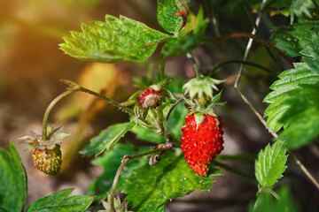 Growing garden strawberry plant with ripe red berry. Ripening red and green berries of garden strawberry. Green bush with berries of garden strawberry. Berry harvesting