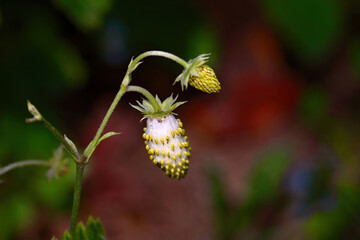 Growing garden strawberry plant with unripe berries. Ripening green berries of garden strawberry, macro. Green bush with unripe berries of garden strawberry