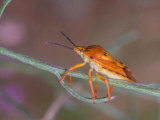 bug 29