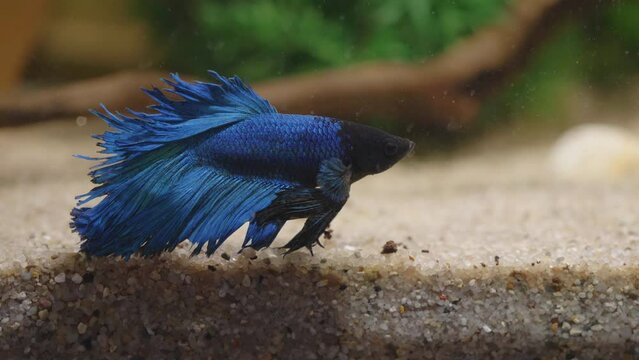 Beautiful blue Betta fish in aquarium, close-up