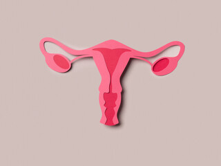 Female reproductive system