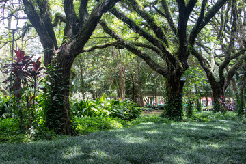 trees in a forest on a sunny day