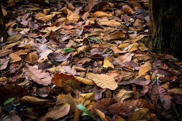 dry tree leaves on the floor