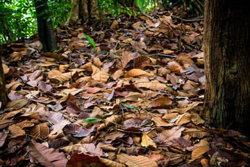 dry tree leaves on the floor