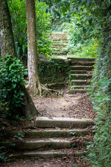 cement stairs in the middle of the forest