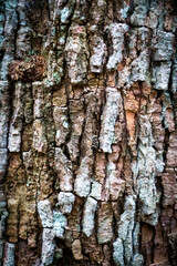 texture of moss in tree trunk