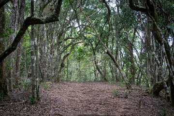 trees in a natural forest
