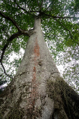big tree seen from below
