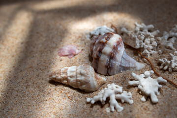 Shells and corals lie on the sand in diffused light.