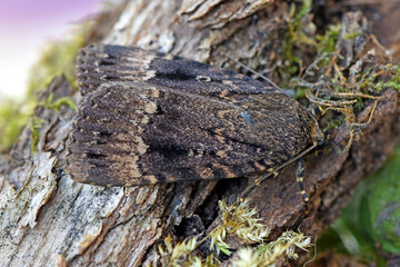 Pyramideneule (Amphipyra pyramidea)